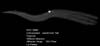 � M. D�hne; NGC 6960