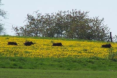 � N. Kloth 2005